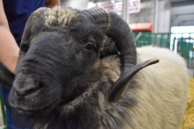 Faces of the fair: Animals—and the love of them—remain at the heart of the historic Indiana State Fair